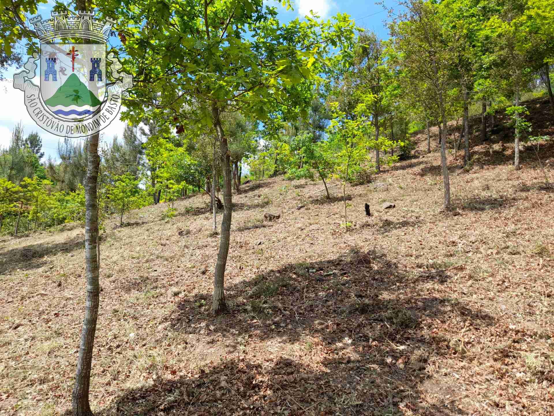 Limpeza e Manutenção do Espaço Público